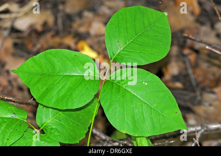 Poison Ivy, Toxicodendron radicans Foto Stock