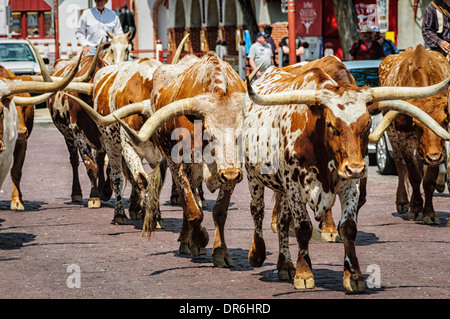 Il Cattle Drive, Stockyards Historic District, Fort Worth, Texas Foto Stock