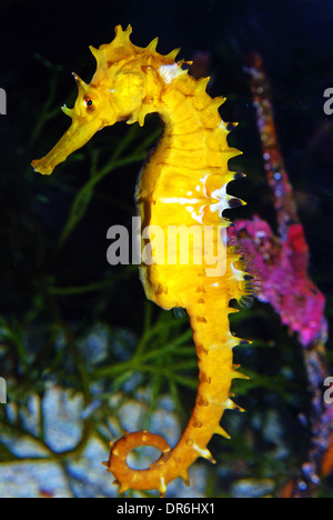 Yellow Seahorse, primo piano Foto Stock