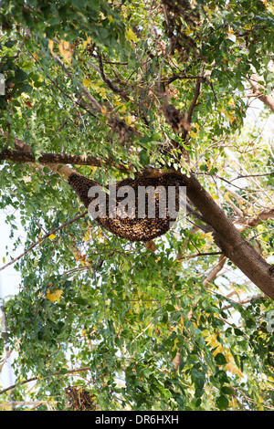 Indian honey bee hive sul ramo di un indiano Cork Tree. India Foto Stock