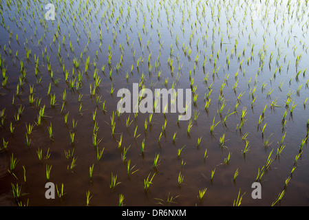 Appena piantato le risaie in India Foto Stock