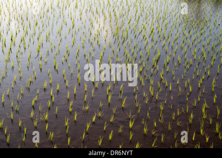 Appena piantato le risaie in India Foto Stock