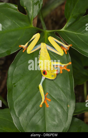 Red-eyed Raganella (Agalychnis callidryas) aka Red-eye Rana foglia Foto Stock