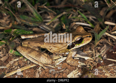 Masked Raganella maschio (Smilisca phaeota) sul suolo della foresta pluviale Foto Stock