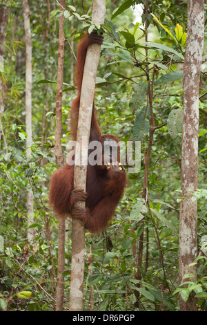 Orangutan Borneo selvatico (Pango pygmaeus) su albero in foresta mangiare banane da Camp Leakey programma di alimentazione supplementare Foto Stock
