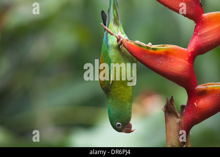 Parakeet (Brogeris jugularis) arroccato e sospeso a testa in giù sul fiore di Heliconia in giardino tropicale Foto Stock