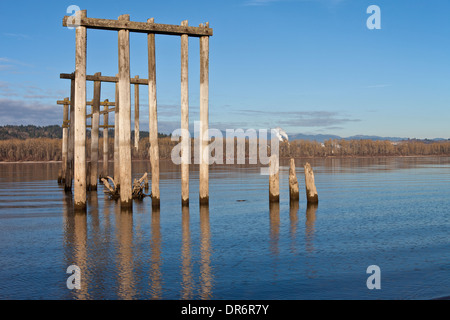 Log dal passato la costruzione di marciume nel fiume Columbia Oregon. Foto Stock