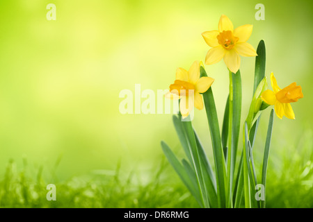 Daffodil fiori su sfondo a molla Foto Stock