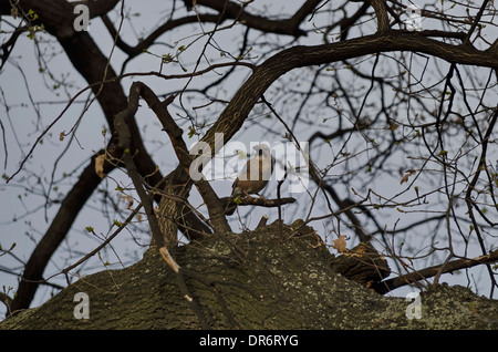 Bellezza jay (Garrulus glandarius) aspetto del ramo di primavera, Bulgaria Foto Stock