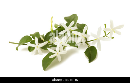 Fiori di gelsomino sul ramo isolato su bianco Foto Stock