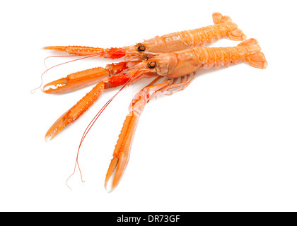 Crostacei scampi isolato su uno sfondo bianco Foto Stock