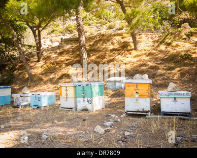 Uomo in legno realizzato scatole di miele nelle montagne di Creta, Grecia. Miele biologico di produzione. Foto Stock
