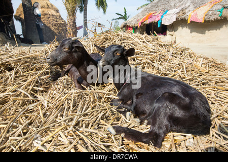 Capre appartenenti ad agricoltori di sussistenza in Sunderbans, Gange, Delta, India, la zona è molto basso e vulnerabili al mare Foto Stock