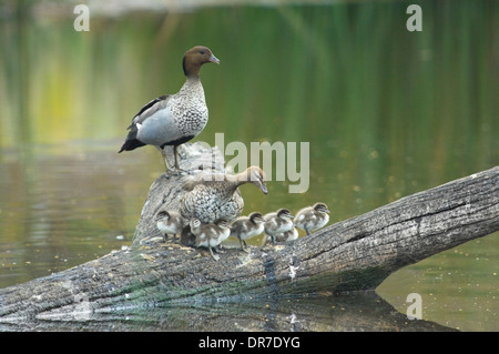 Famiglia di pacifico anatre nero (Anas superciliosa) Nuovo Galles del Sud Australia Foto Stock