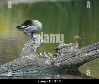 Famiglia di pacifico anatre nero (Anas superciliosa) Nuovo Galles del Sud Foto Stock