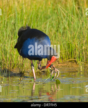 Pollo Sultano o Purple Swamphen (Porphyrio porphyrio) Foto Stock
