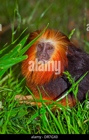 Golden-headed Lion Tamarin Foto Stock