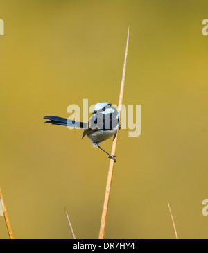 Superba Fairy-wren (Malurus cyaneus), Nuovo Galles del Sud, Australia Foto Stock