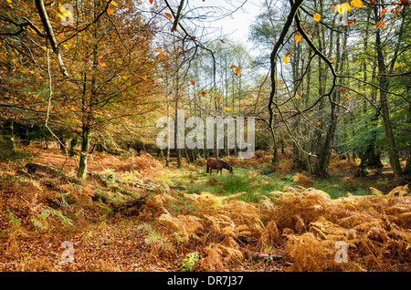 In autunno la nuova foresta a Bolderwood Foto Stock