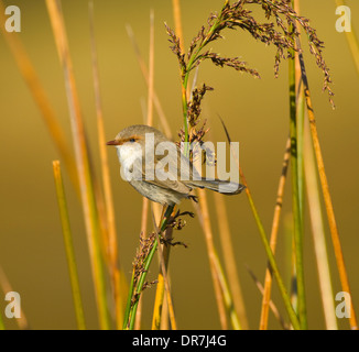 Superba femmina Fairy-wren (Malurus cyaneus), Nuovo Galles del Sud, Australia Foto Stock