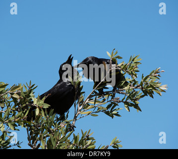 La reciproca Preening corvi australiano (Corvus coronoides) - Nuovo Galles del sud - Australia Foto Stock