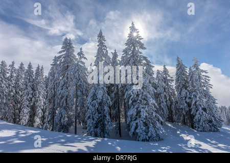 Alberi di conifere sul bordo della foresta con la neve e brina, Brixen im Thale, valle di Brixen, Tirolo, Austria Foto Stock