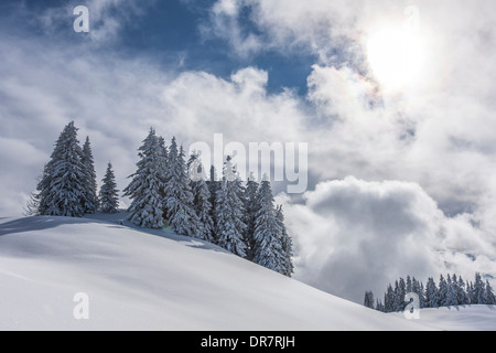 Gruppo di alberi di conifere con neve e brina, Brixen im Thale, valle di Brixen, Tirolo, Austria Foto Stock