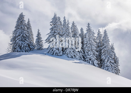 Gruppo di alberi di conifere con neve e brina, Brixen im Thale, valle di Brixen, Tirolo, Austria Foto Stock