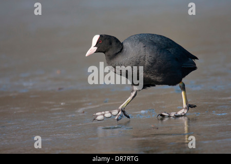 Comune folaga (fulica atra) Passeggiate sul ghiaccio, Nord Hesse, Hesse, Germania Foto Stock