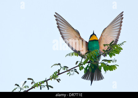 Bee-Eater europea (Merops apiaster), approccio di atterraggio sul ramoscello, Sassonia-Anhalt, Germania Foto Stock