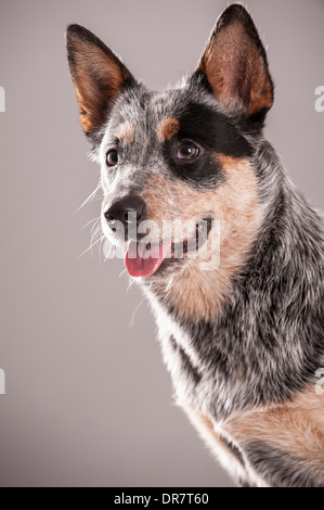 Miniature pinscher, ritratto Foto Stock