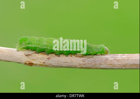 Caterpillar, Angleshade o Angolo ombra Tarma (Phlogophora meticulosa), Nord Reno-Westfalia, Germania Foto Stock