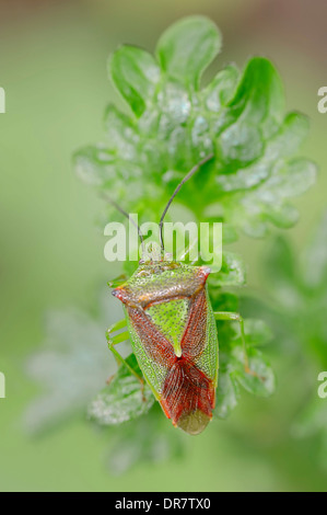 Biancospino bug di protezione (Acanthosoma haemorrhoidale), Nord Reno-Westfalia, Germania Foto Stock