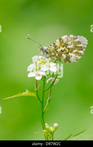 Punta arancione (Anthocharis cardamines), femmina appollaiata su aglio senape (Alliaria petiolata), Nord Reno-Westfalia, Germania Foto Stock