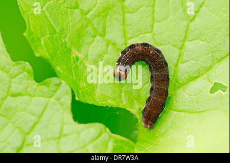 Caterpillar, falena via Satellite (Eupsilia transversa), Nord Reno-Westfalia, Germania Foto Stock