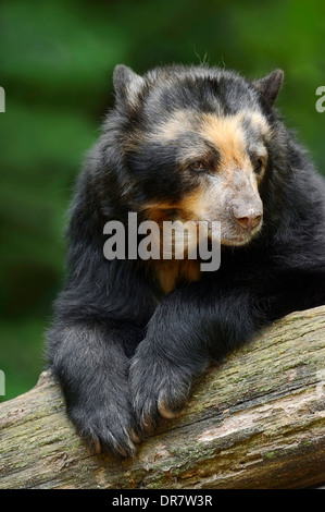 Spectacled orso o orso andino (Tremarctos ornatus), originario del Sud America, captive, Germania Foto Stock