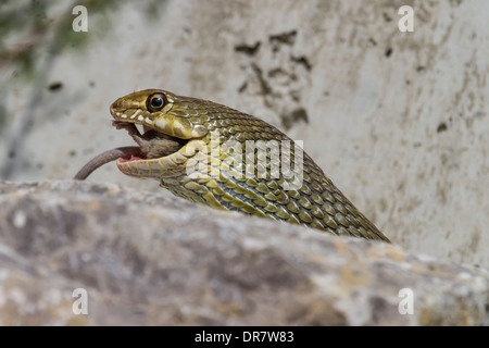 Montpellier Snake (Malpolon monspessulanus, Malpolon insignitus), Innsbruck Zoo alpino, Innsbruck, in Tirolo, Austria Foto Stock