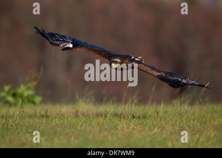 Steppa Eagle (Aquila nipalensis) in volo di uccello di falconeria Foto Stock