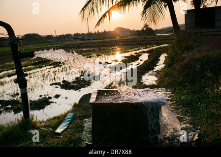 Allagando le risaie con acqua proveniente da una pompa al tramonto. Andhra Pradesh, India Foto Stock