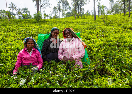 Raccoglitori di tè, piantagione di tè, tè crescente area, Udapalatha, provincia centrale, Sri Lanka Foto Stock