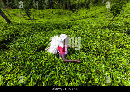 Raccoglitrice di tè, piantagione di tè, tè crescente area, Udapalatha, provincia centrale, Sri Lanka Foto Stock