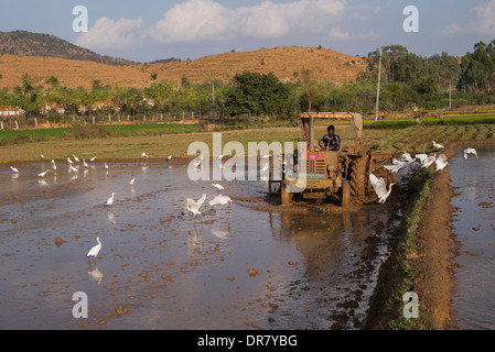 Uomo indiano aratura di risone campo con un trattore. Andhra Pradesh, India Foto Stock