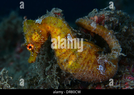 Cavalluccio marino giallo (Hippocampus ramulosus) un pesce raro molto popolare in tutti i mari e gli oceani del mondo Foto Stock