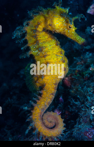 Cavalluccio marino giallo (Hippocampus ramulosus) un pesce raro molto popolare in tutti i mari e gli oceani del mondo Foto Stock