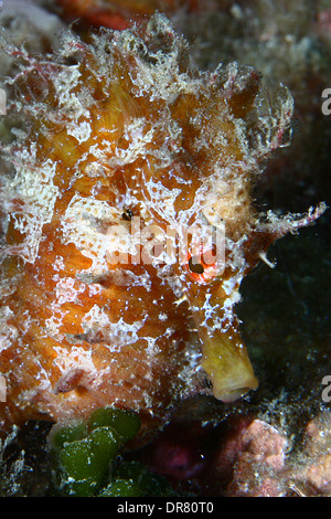 Cavalluccio marino giallo (Hippocampus ramulosus) un pesce raro molto popolare in tutti i mari e gli oceani del mondo Foto Stock