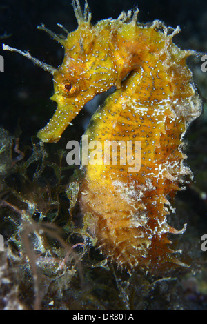 Cavalluccio marino giallo (Hippocampus ramulosus) un pesce raro molto popolare in tutti i mari e gli oceani del mondo Foto Stock