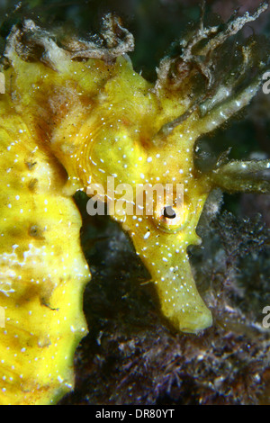 Cavalluccio marino giallo (Hippocampus ramulosus) un pesce raro molto popolare in tutti i mari e gli oceani del mondo Foto Stock