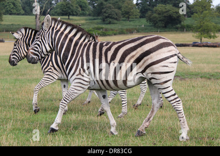 Due zebre camminando in un campo Foto Stock