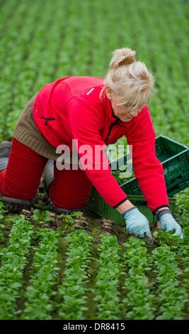 Pretschen, Germania. Xxi gen, 2014. Giardiniere Renata Lehmann raccolti la valeriana in Pretschen, Germania, 21 gennaio 2014. La serra presso la fattoria Pretschen è la più grande serra per ortaggi biologici nel Land di Brandeburgo. La serra è stata costruita da Demetra agricoltore Philipp per 4.4 milioni di euro circa due anni fa. Foto: Patrick Pleul/dpa/Alamy Live News Foto Stock