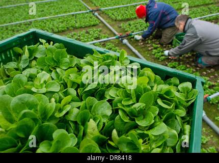 Pretschen, Germania. Xxi gen, 2014. Giardinieri harvest la valeriana in Pretschen, Germania, 21 gennaio 2014. La serra presso la fattoria Pretschen è la più grande serra per ortaggi biologici nel Land di Brandeburgo. La serra è stata costruita da Demetra agricoltore Philipp per 4.4 milioni di euro circa due anni fa. Foto: Patrick Pleul/dpa/Alamy Live News Foto Stock